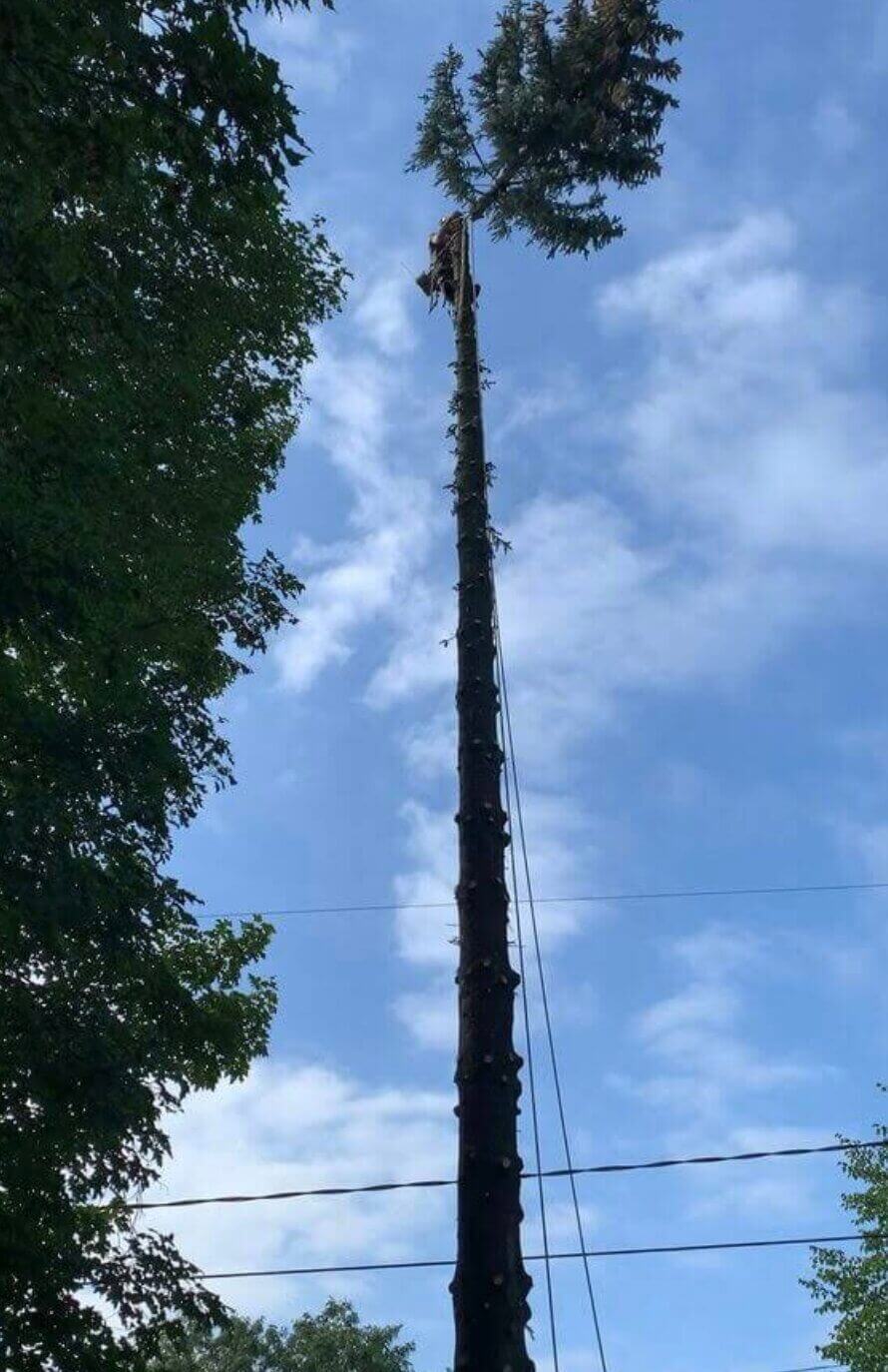 Étêtage d'arbre par élagueur professionnel 41