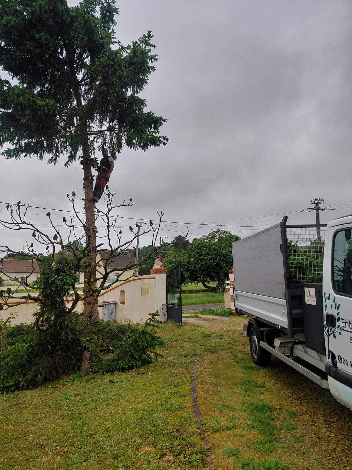 Élagueur 41 grimpé dans un épicéa — élagage en hauteur avec utilitaire — Entreprise Renard Loir-et-Cher