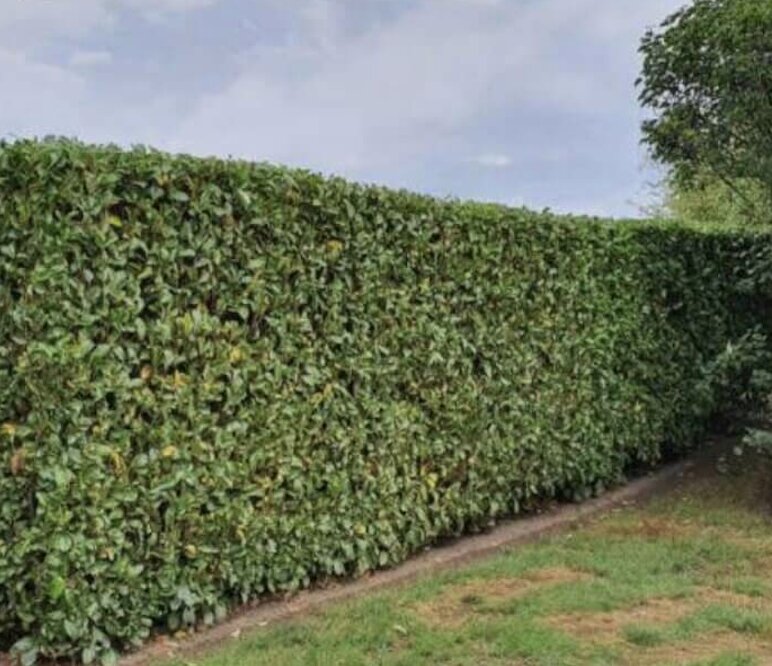 Taille de haie après intervention — Entreprise Renard Loir-et-Cher