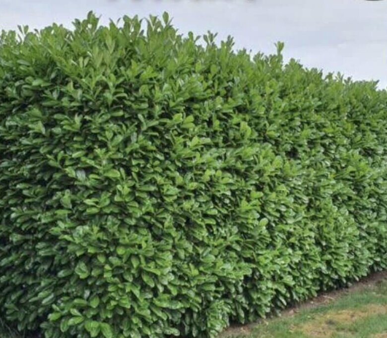 Taille de haie avant intervention — élagueur 41